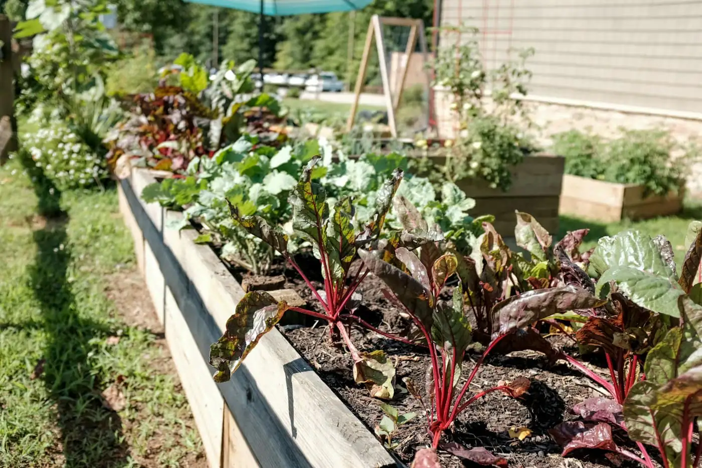Raised vegetable beds in the school garden